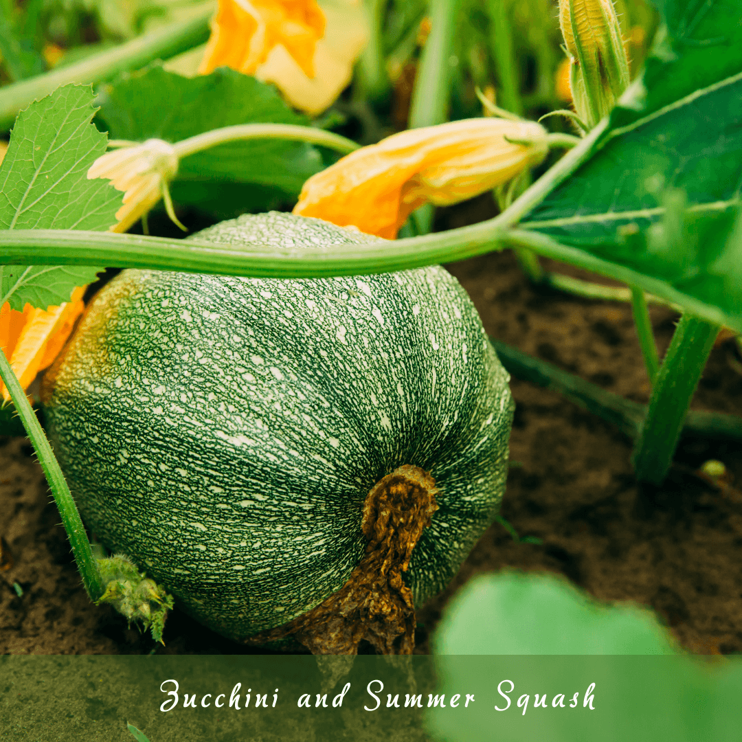 Zucchini And Summer Squash (Cucurbita pepo)