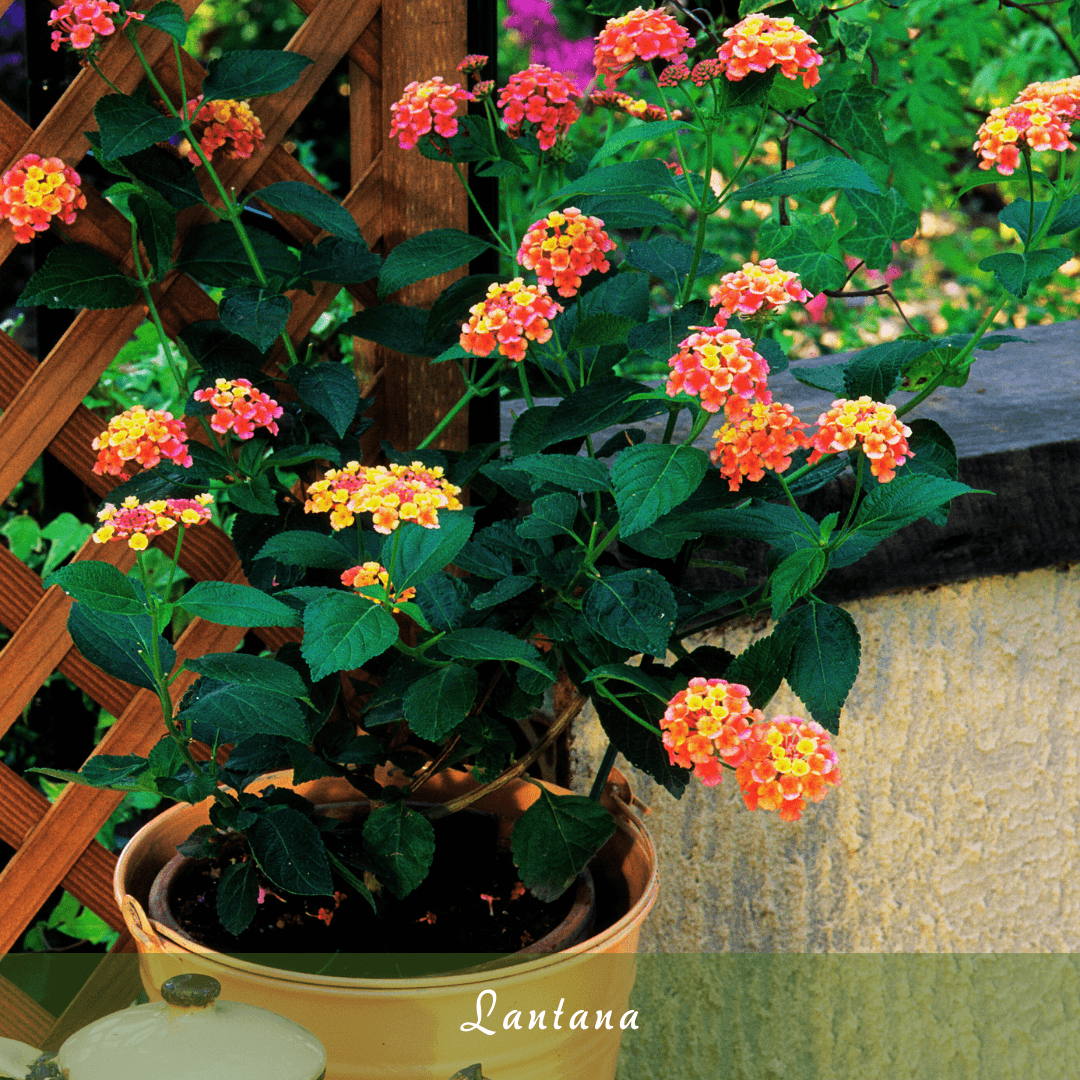 Lantana (Lantana camara)