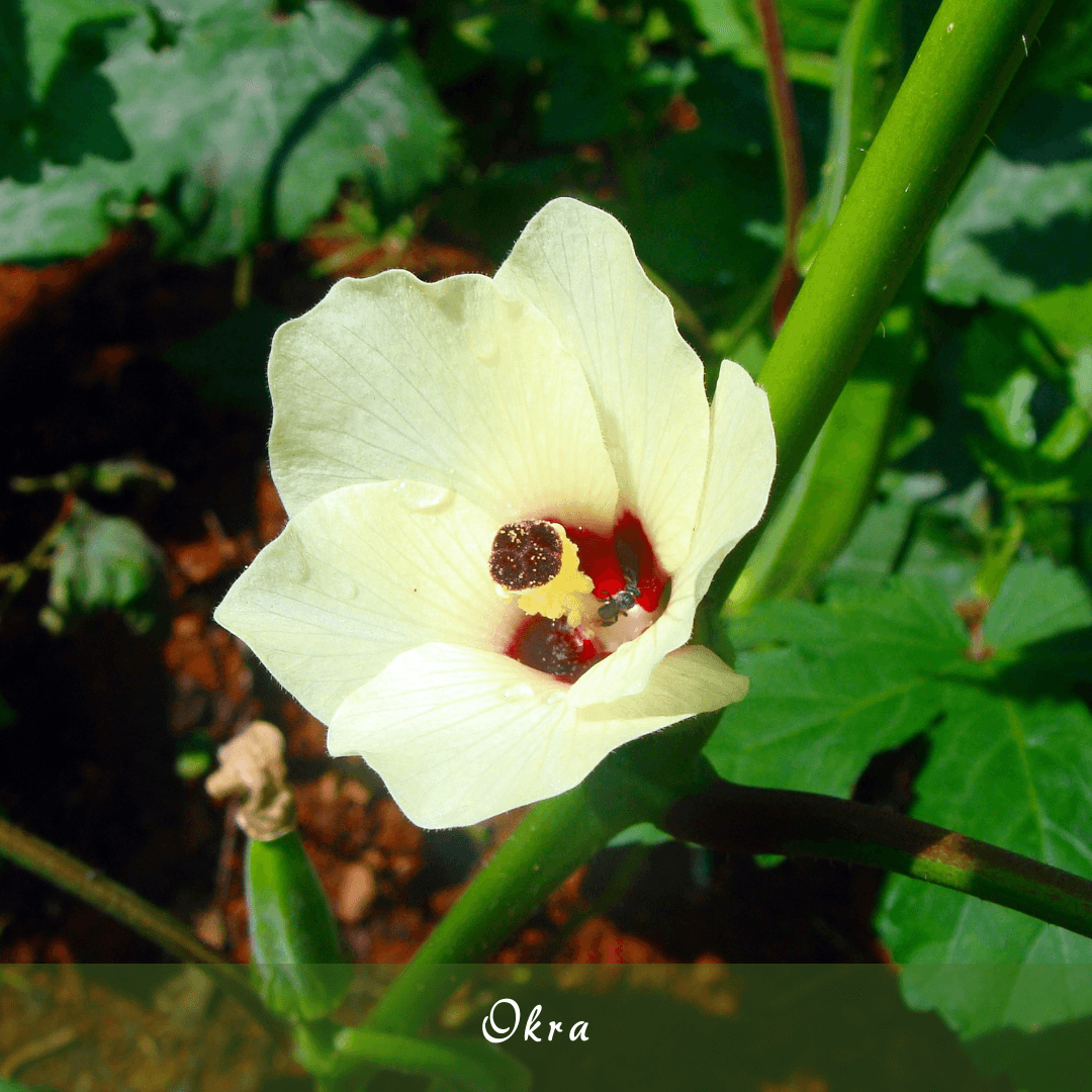 Okra (Abelmoschus esculentus)