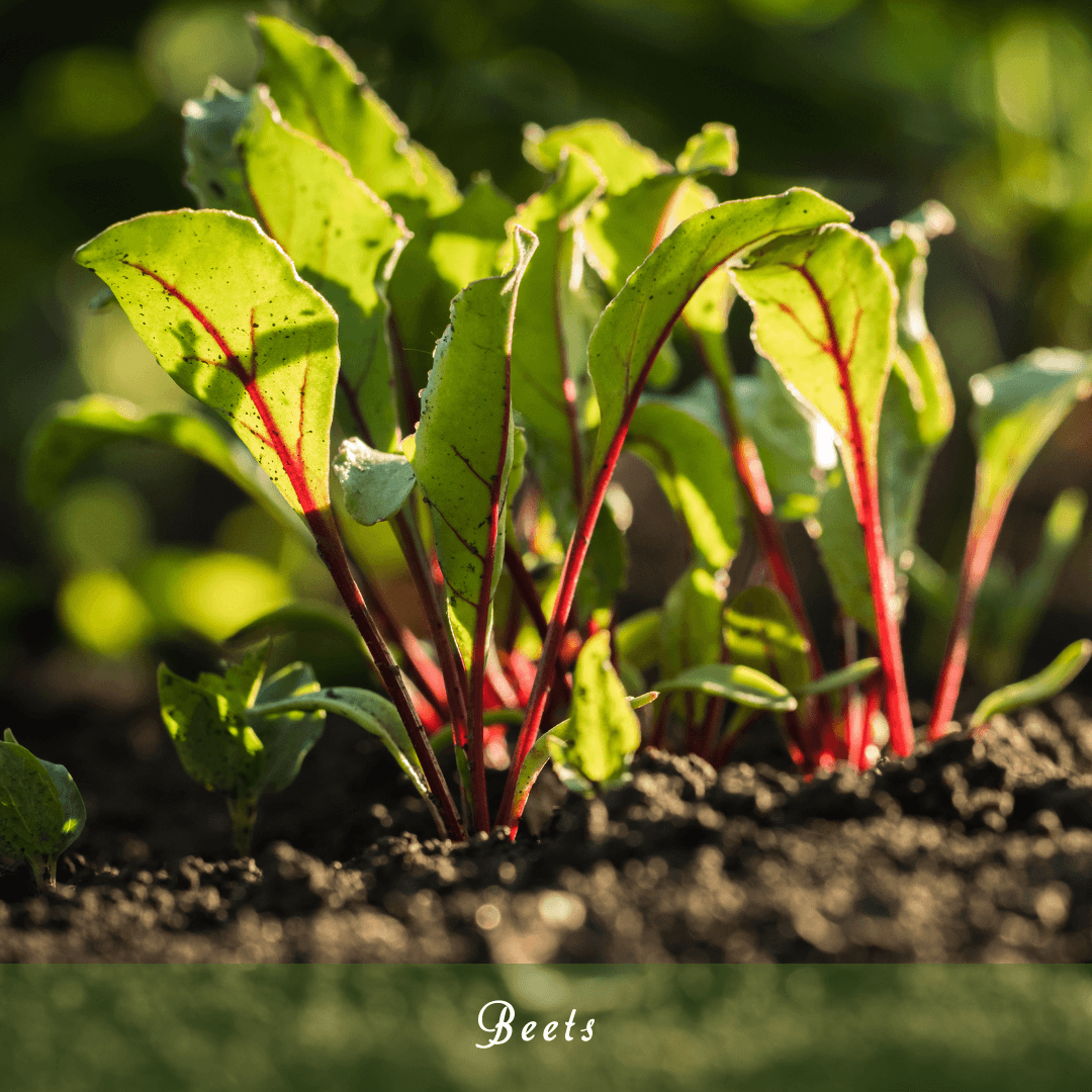 Beets (Beta vulgaris)