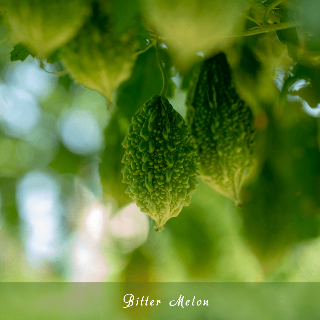 Bitter Melon (Momordica charantia)