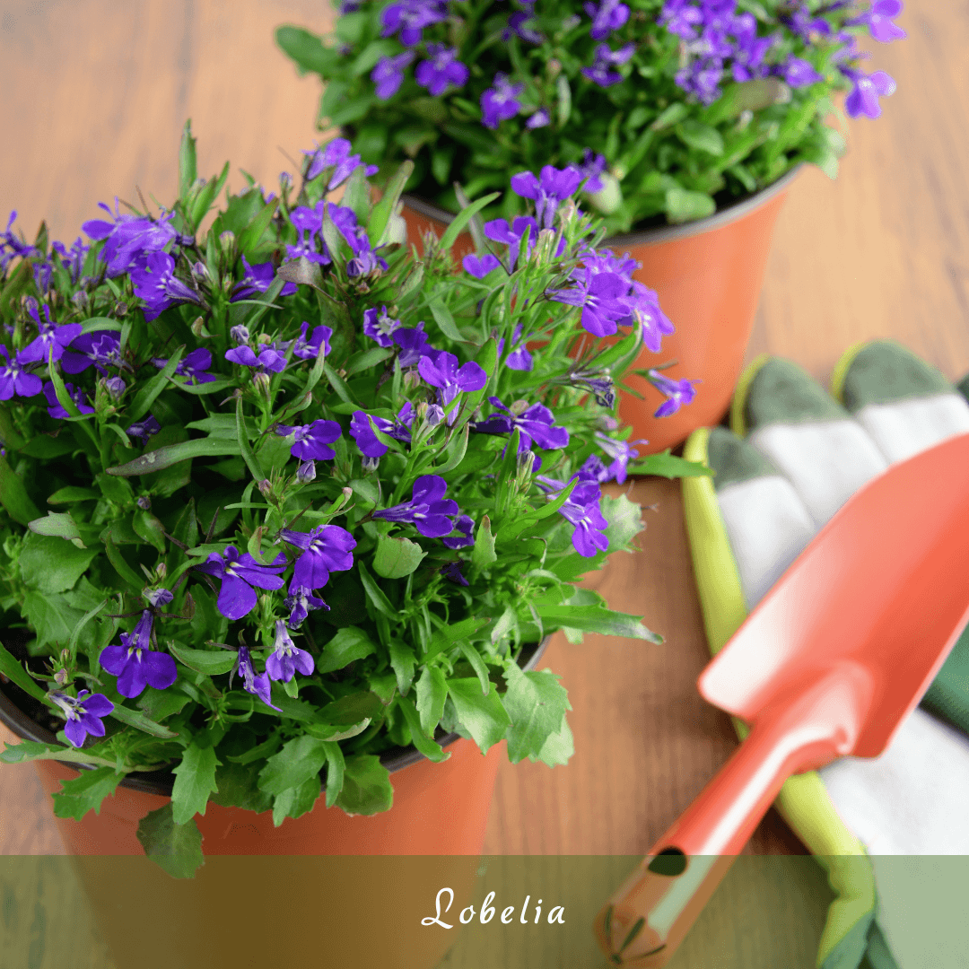 Lobelia (Lobelia erinus)