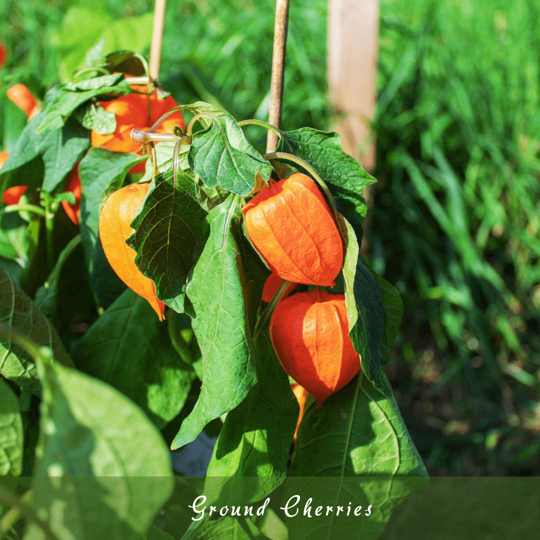 Ground Cherries (Physalis spp.)