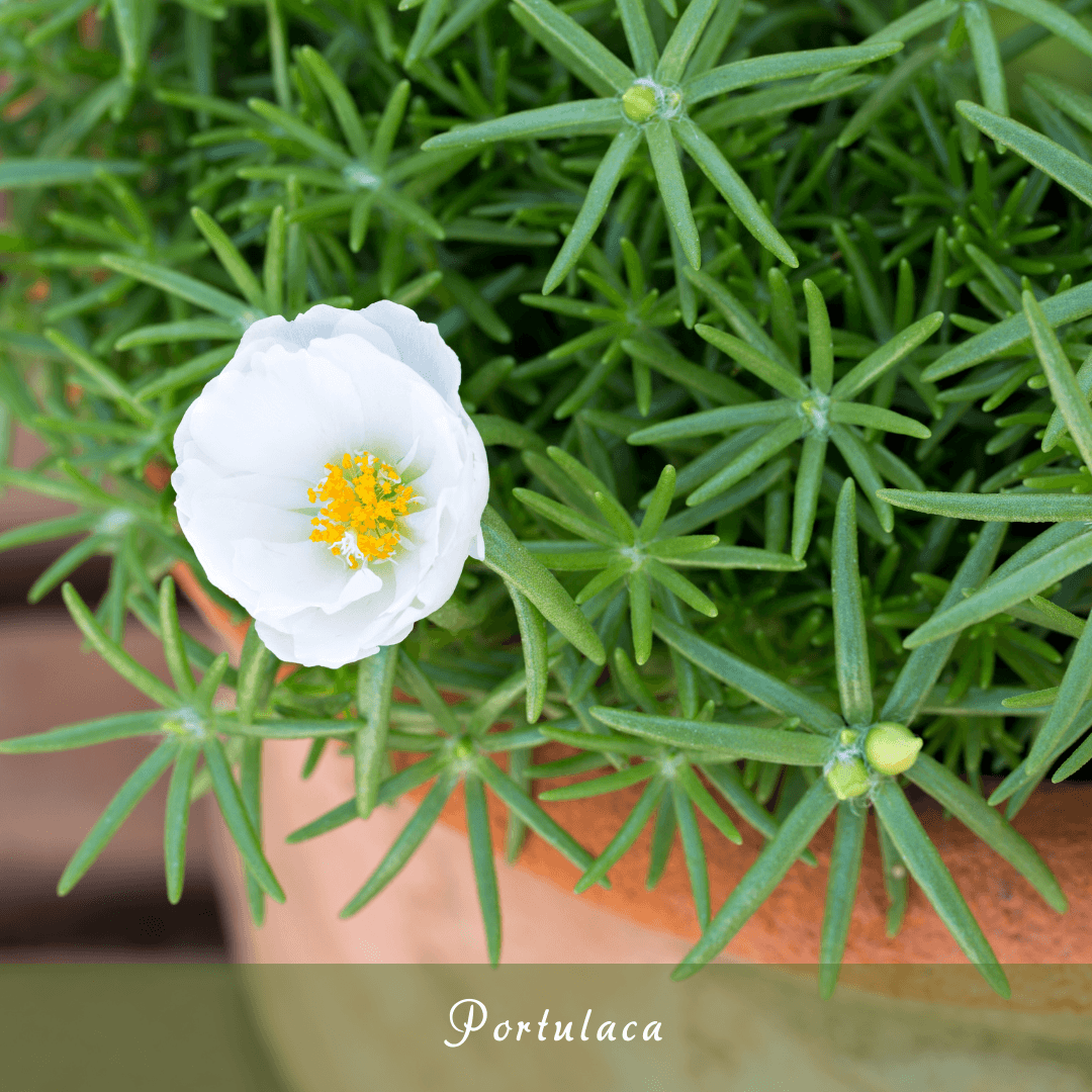 Portulaca (Portulaca grandiflora)