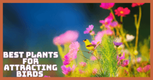Best Plants for Attracting Birds That Will Transform Your Backyard