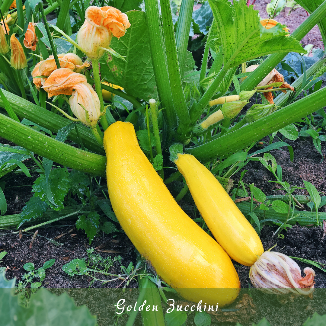 Golden Zucchini