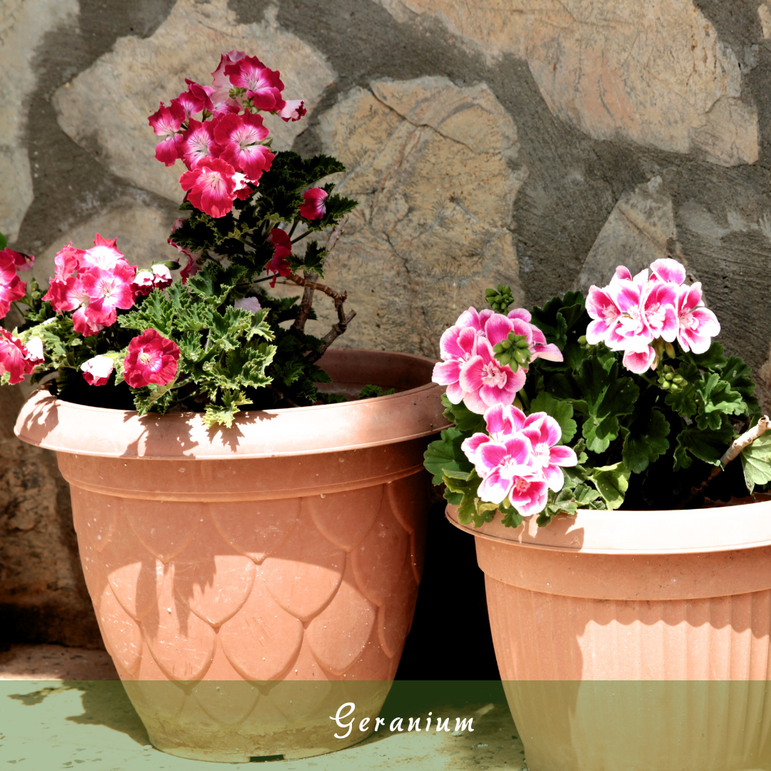 Geranium (Pelargonium spp.)