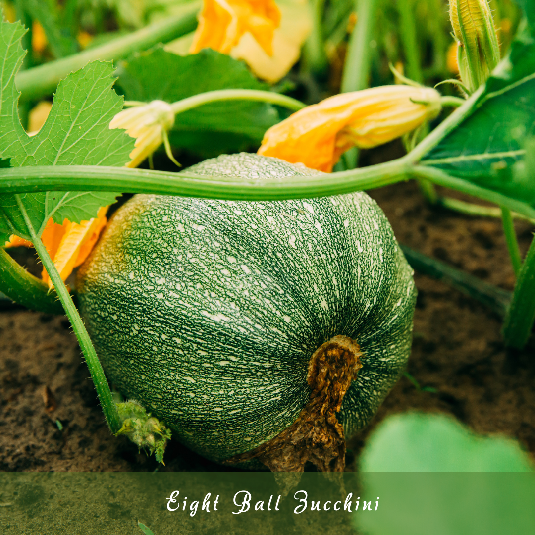 Eight Ball Zucchini