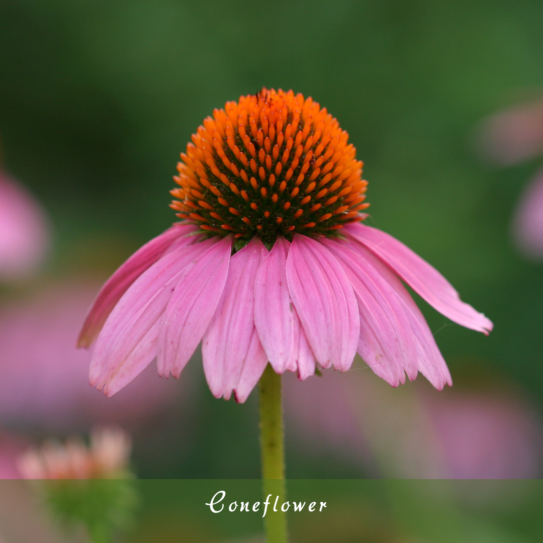 Coneflower (Echinacea)