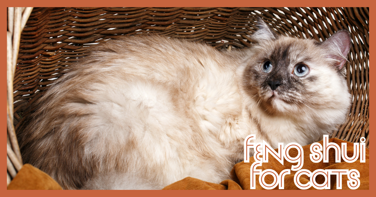 Feng Shui For Cats That Elevates Your Pet’s Comfort And Peace