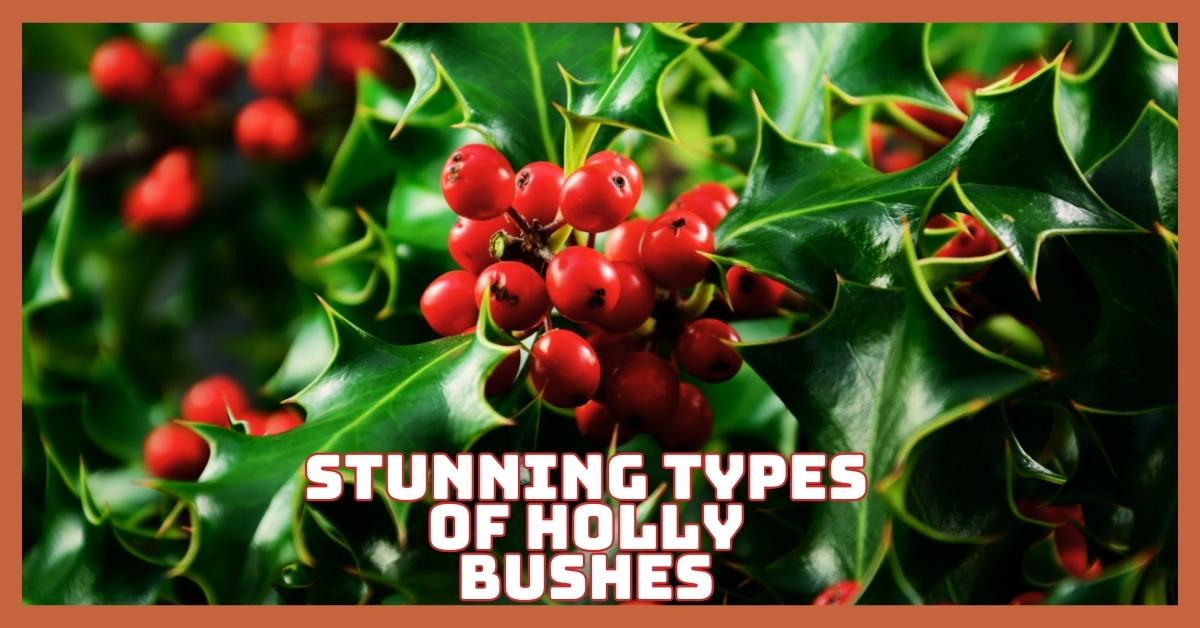Stunning Types Of Holly Bushes For A Beautiful, Year-Round Garden