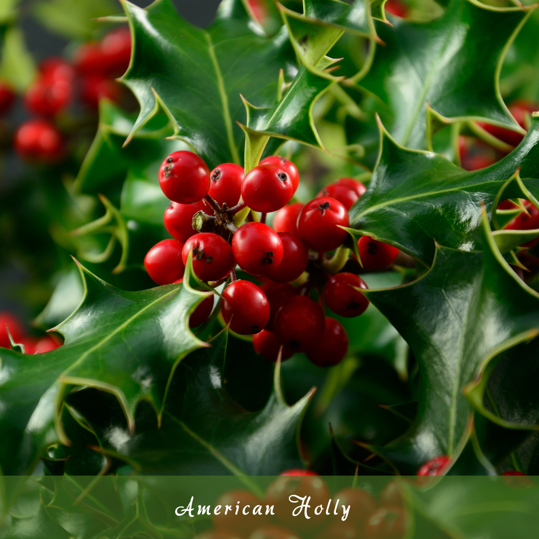 American Holly (Ilex opaca)
