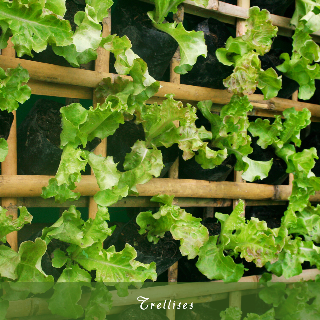 Trellises