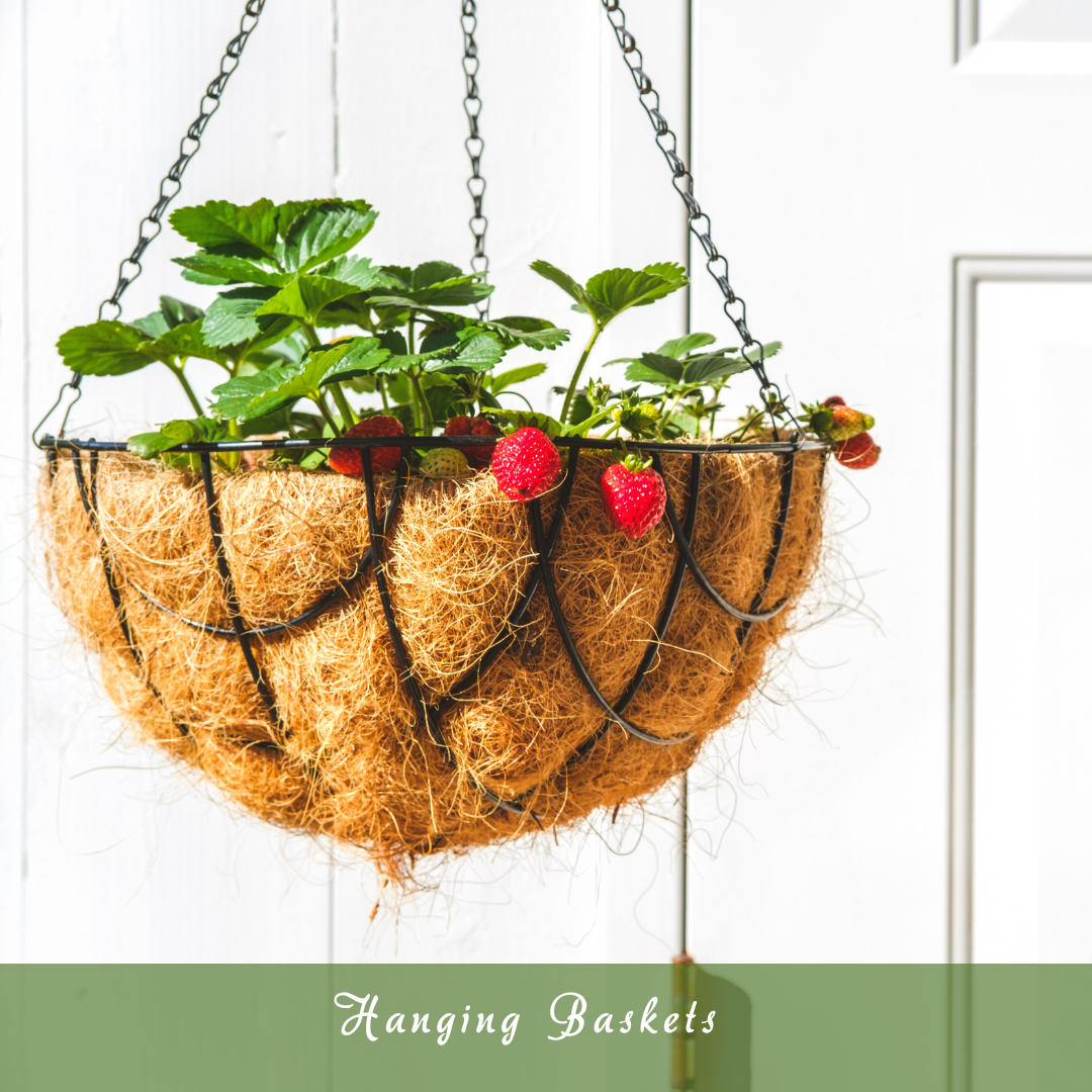 Hanging Baskets