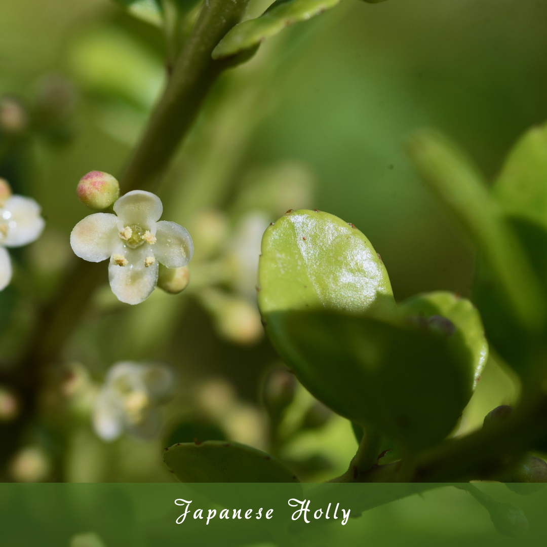 Japanese Holly (Ilex crenata)