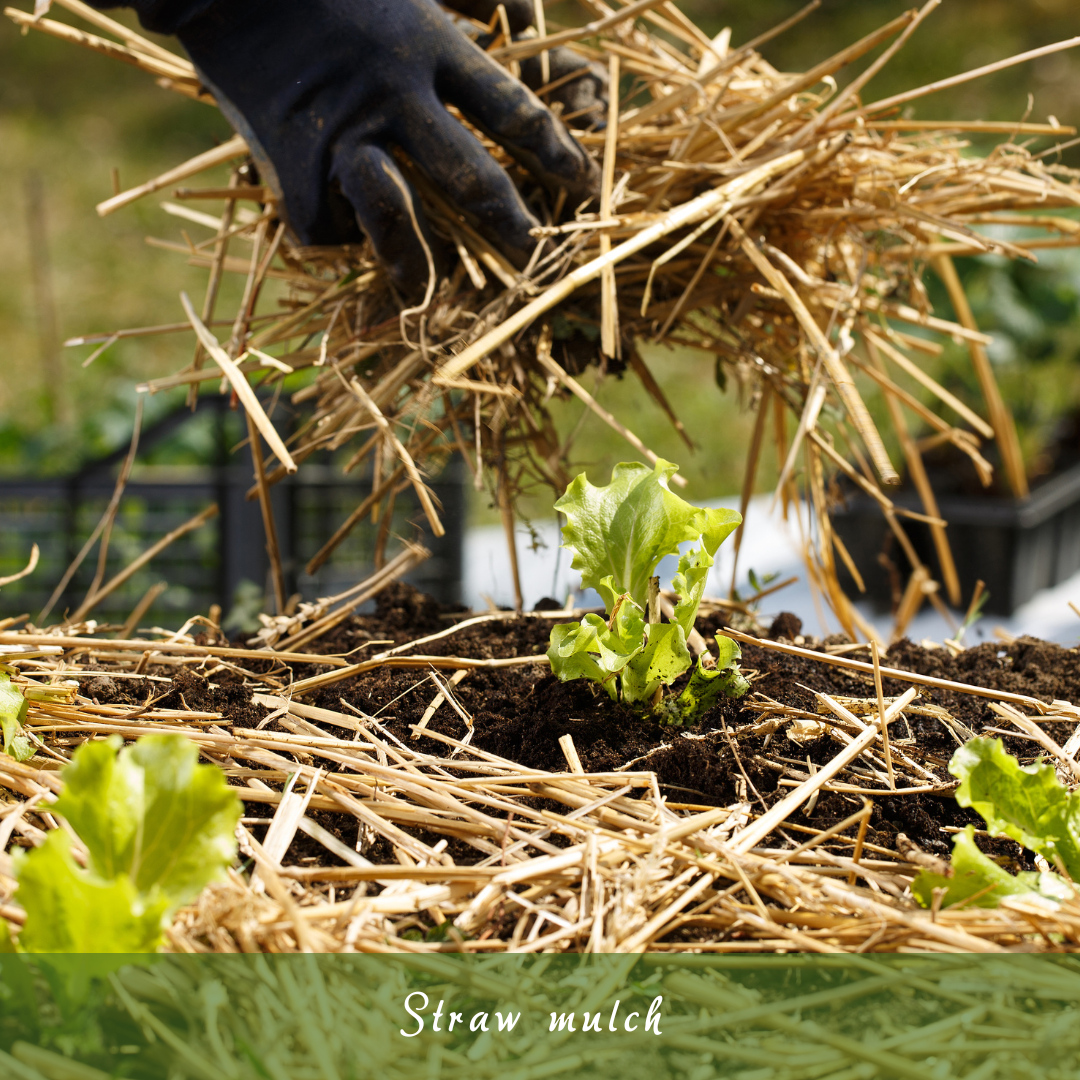 Straw Mulch