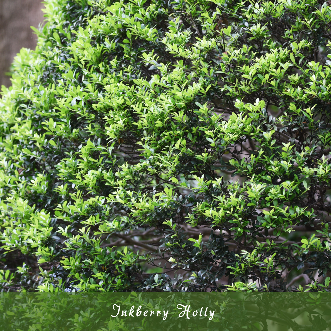 Inkberry Holly (Ilex glabra)