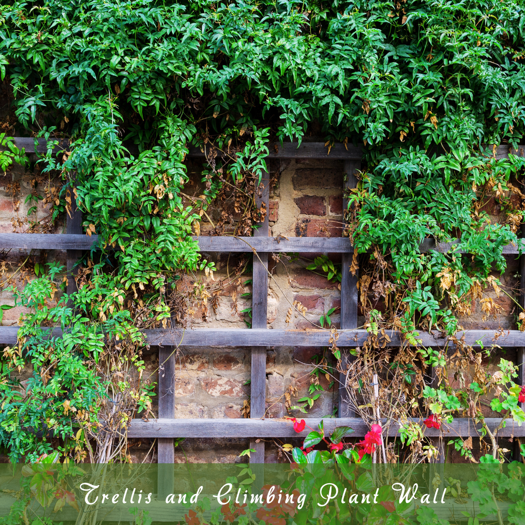 Trellis And Climbing Plant Wall