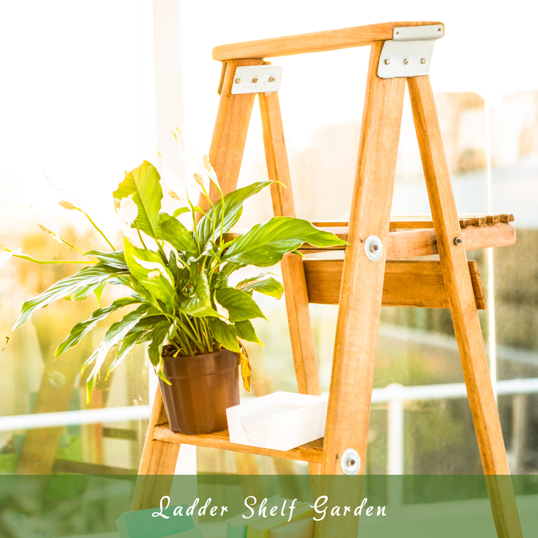 Ladder Shelf Garden