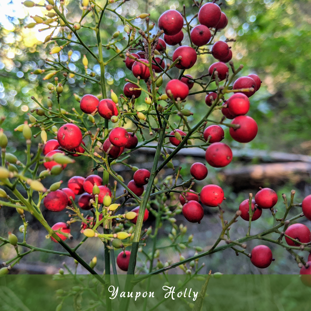 Yaupon Holly (Ilex vomitoria)