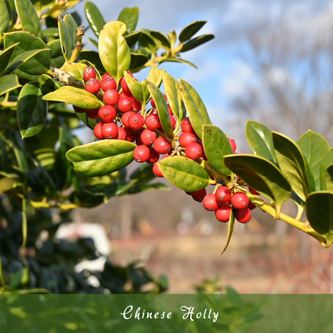 Chinese Holly (Ilex cornuta)