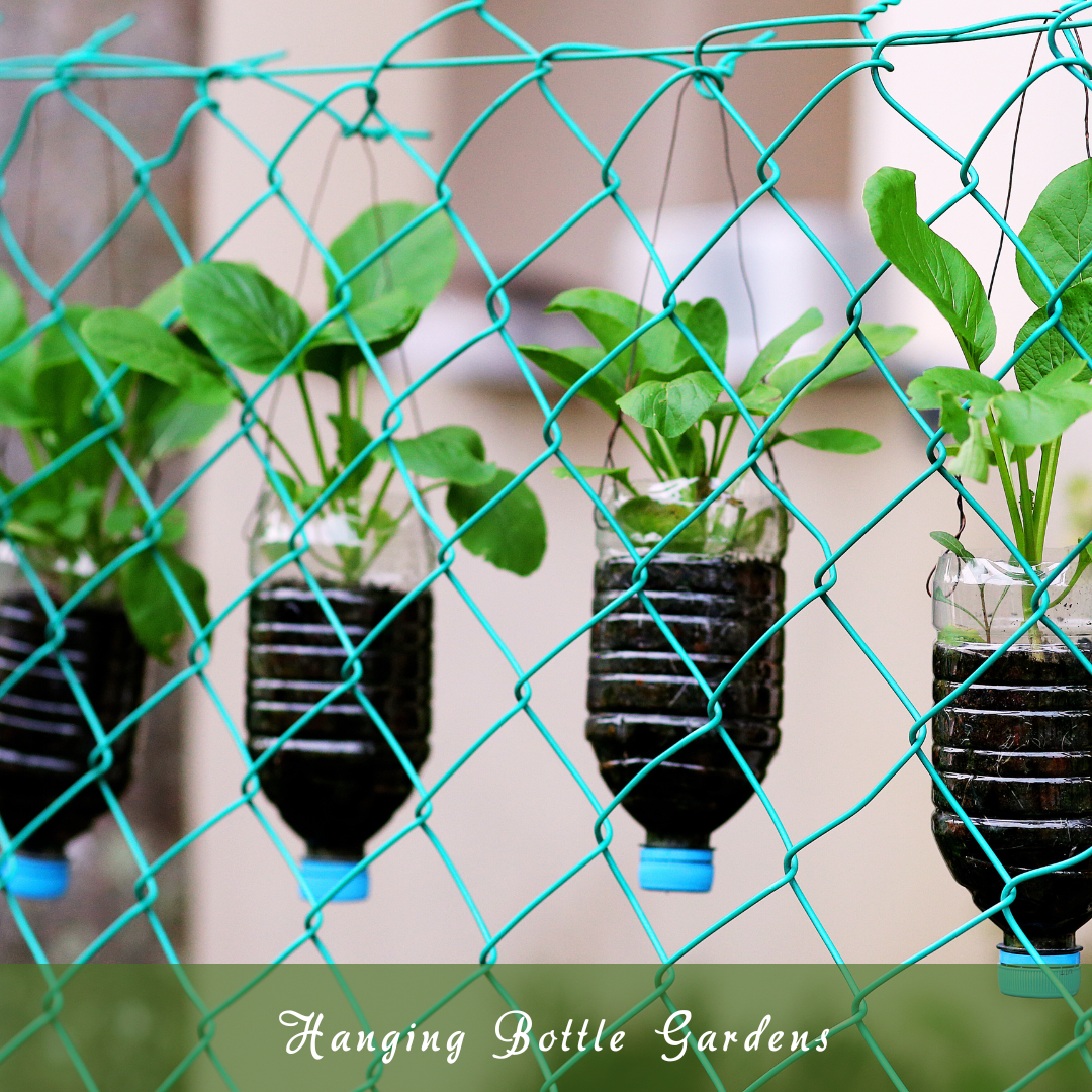 Hanging Bottle Gardens
