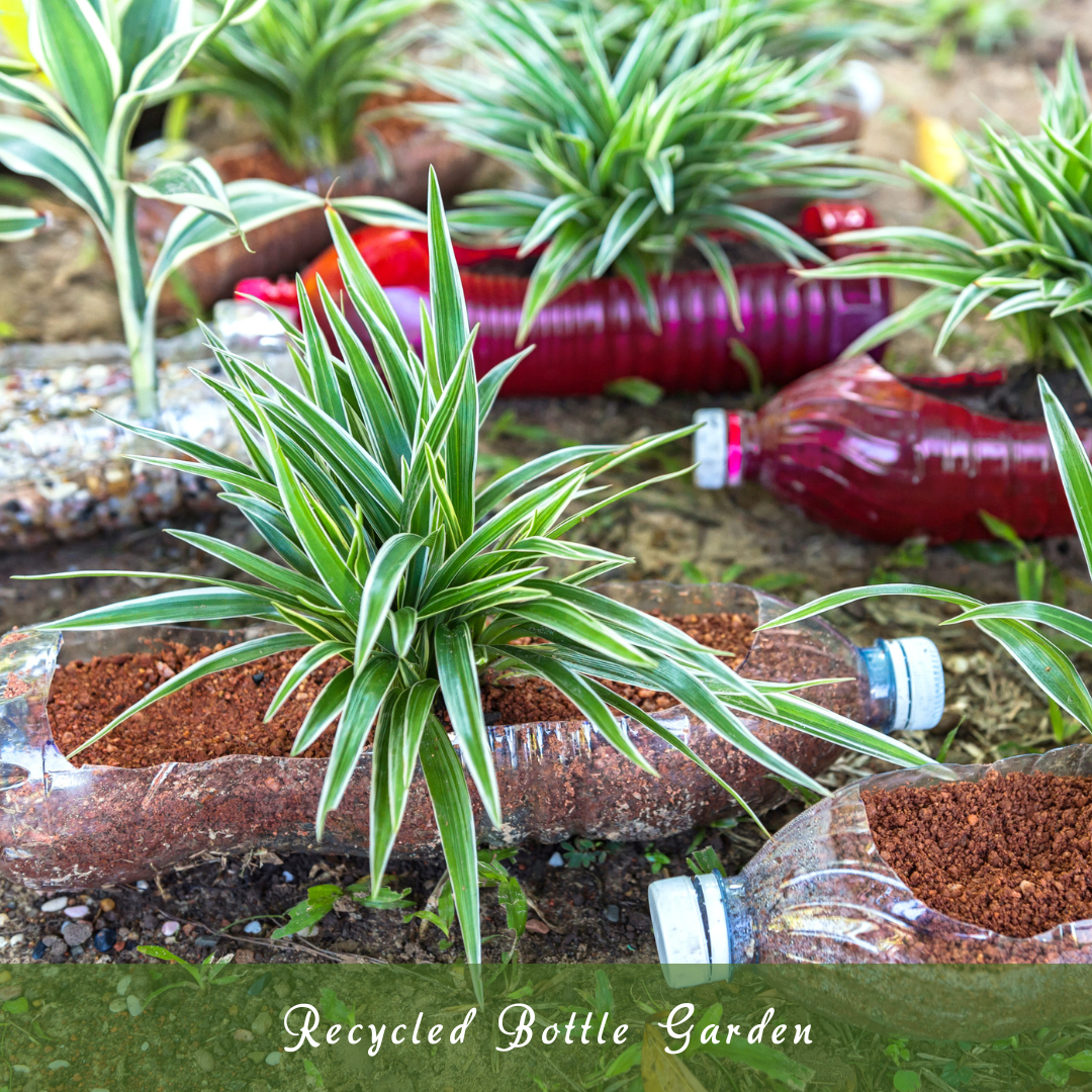 Recycled Bottle Garden