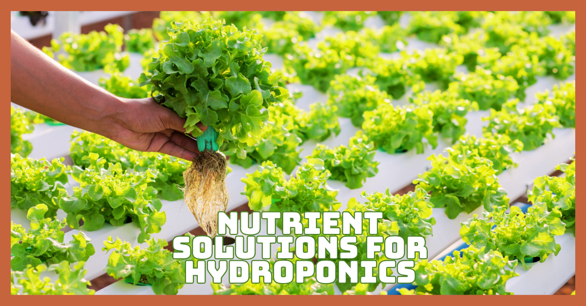 Best Nutrient Solutions For Hydroponics
