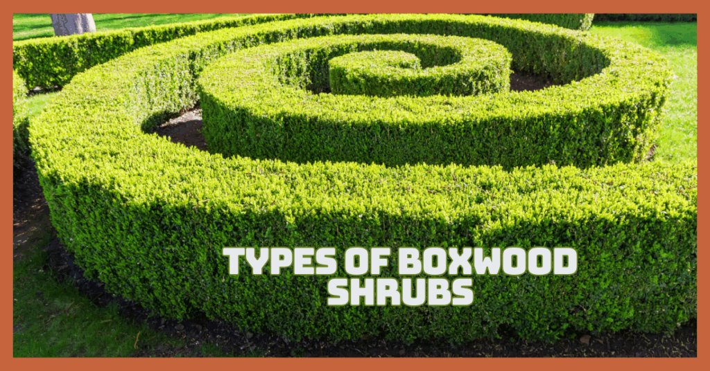 Best Types Of Boxwood Shrubs For Stunning Gardens