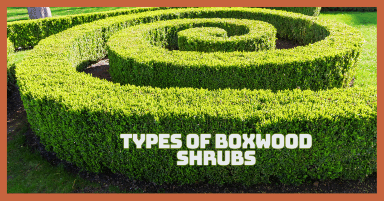 Best Types Of Boxwood Shrubs For Stunning Gardens