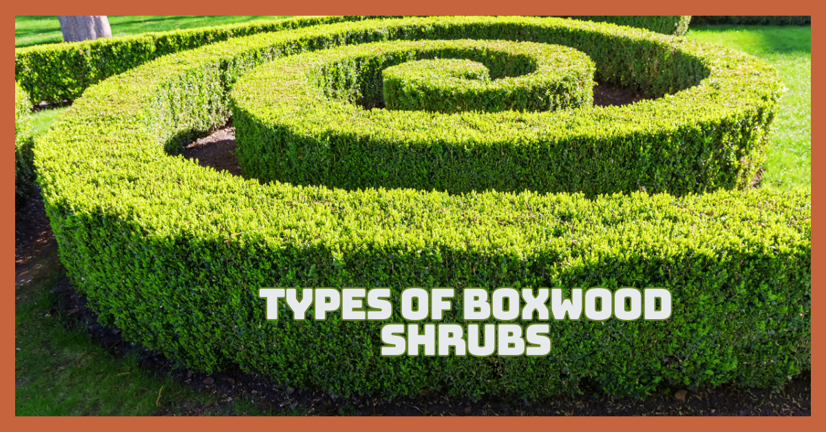 Best Types Of Boxwood Shrubs For Stunning Gardens