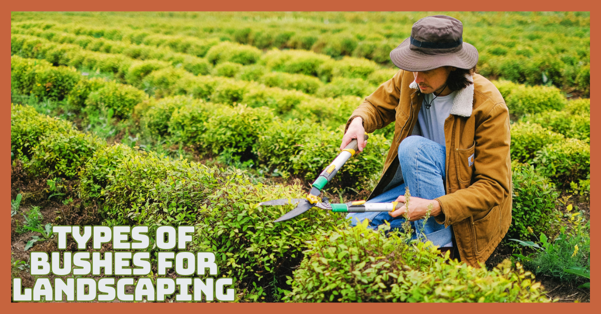 Best Types Of Bushes For Landscaping