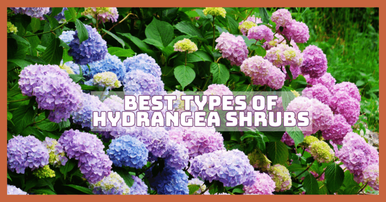Best Types Of Hydrangea Shrubs To Grow Today