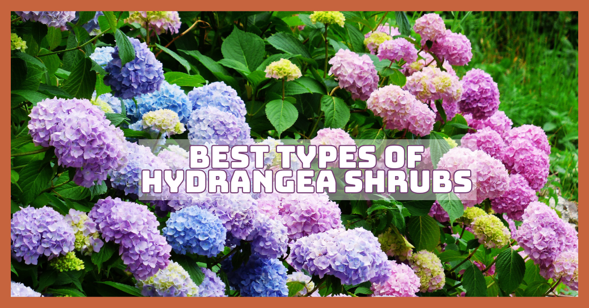Best Types Of Hydrangea Shrubs To Grow Today
