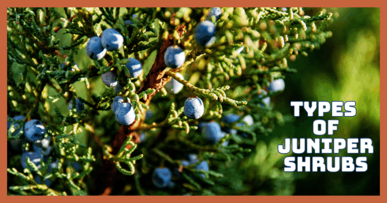 Best Types Of Juniper Shrubs For Stunning Gardens