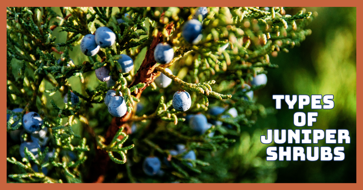 Best Types Of Juniper Shrubs For Stunning Gardens