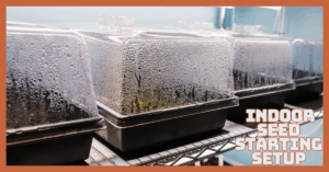 Easy Indoor Seed Starting Setup That Works