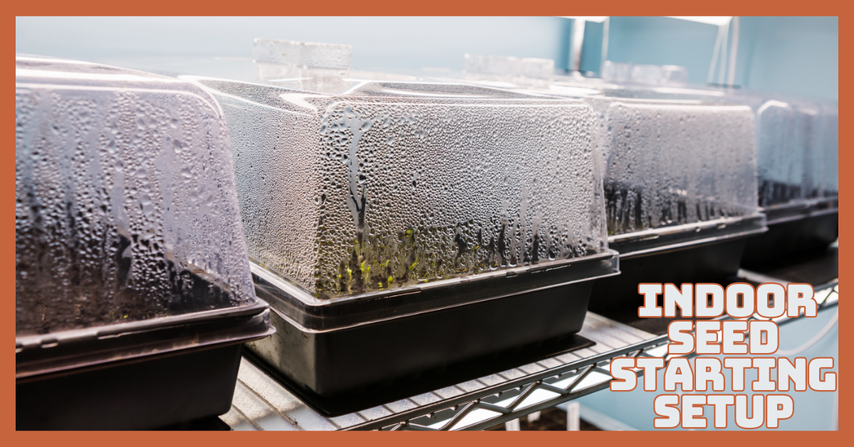 Easy Indoor Seed Starting Setup That Works