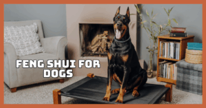 Feng Shui For Dogs To Boost Happiness And Energy Flow
