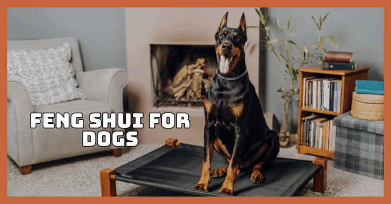 Feng Shui For Dogs To Boost Happiness And Energy Flow