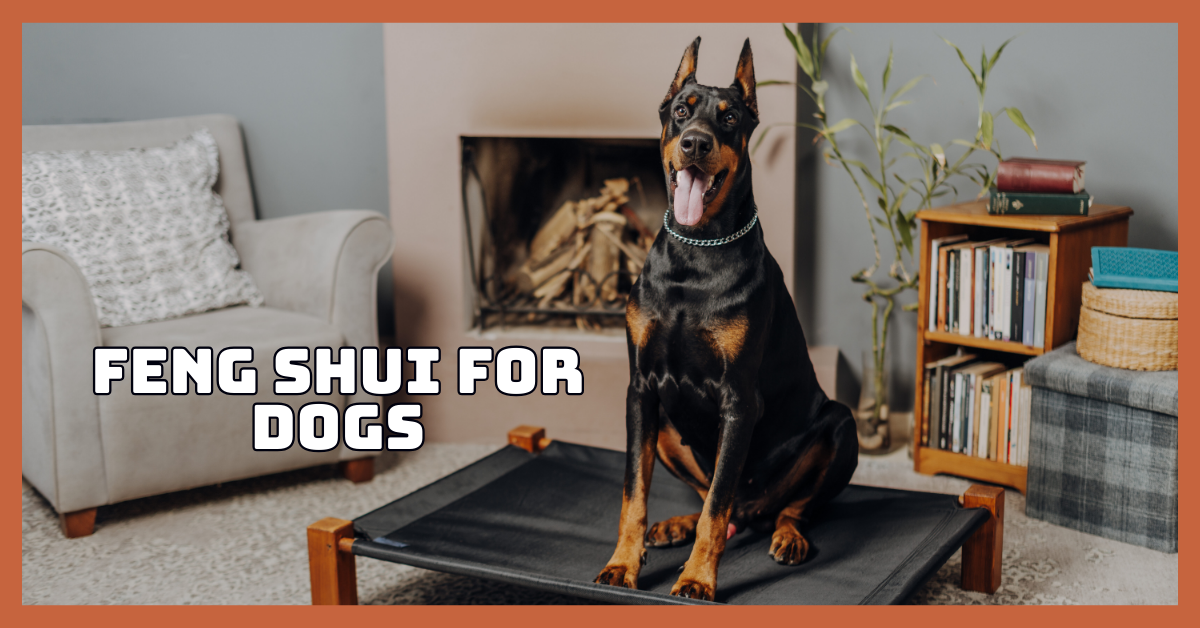 Feng Shui For Dogs To Boost Happiness And Energy Flow