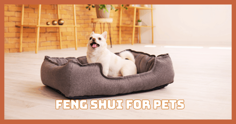 Feng Shui For Pets That Comforts