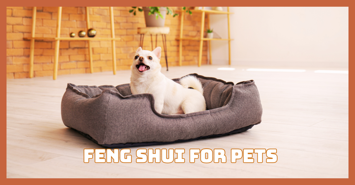 Feng Shui For Pets That Comforts