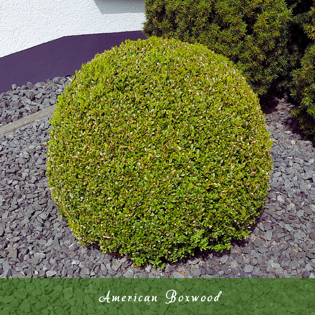 American Boxwood (Buxus sempervirens)