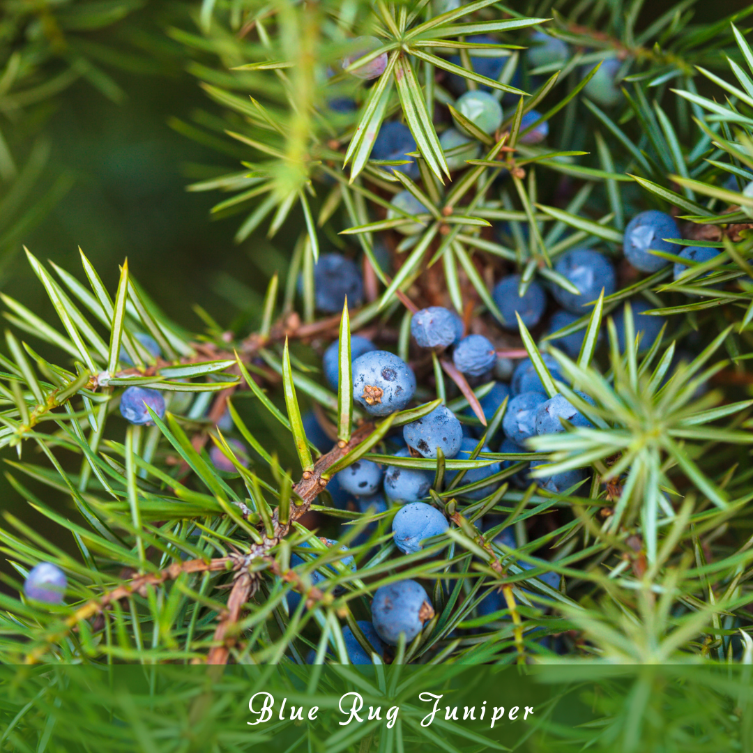 Blue Rug Juniper