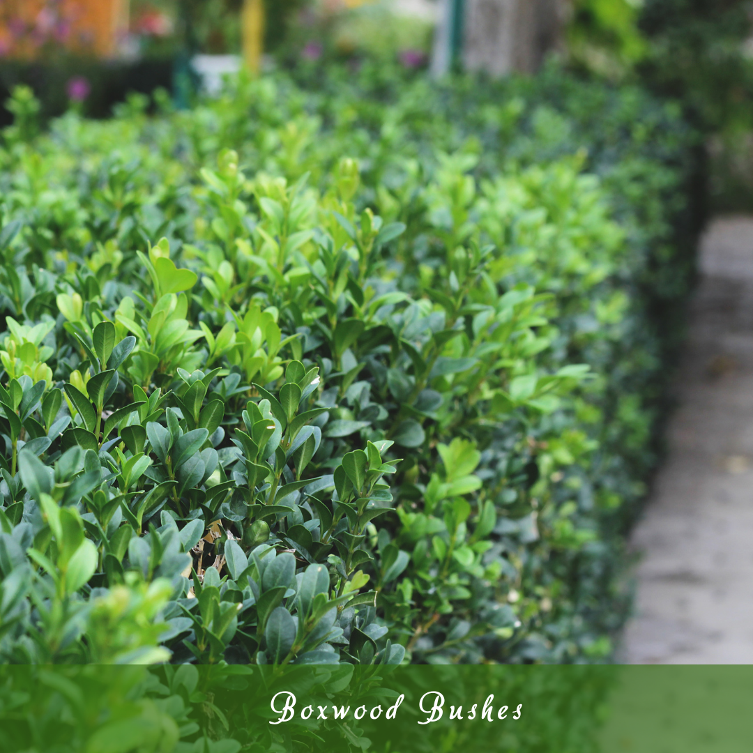 Boxwood Bushes (Buxus)