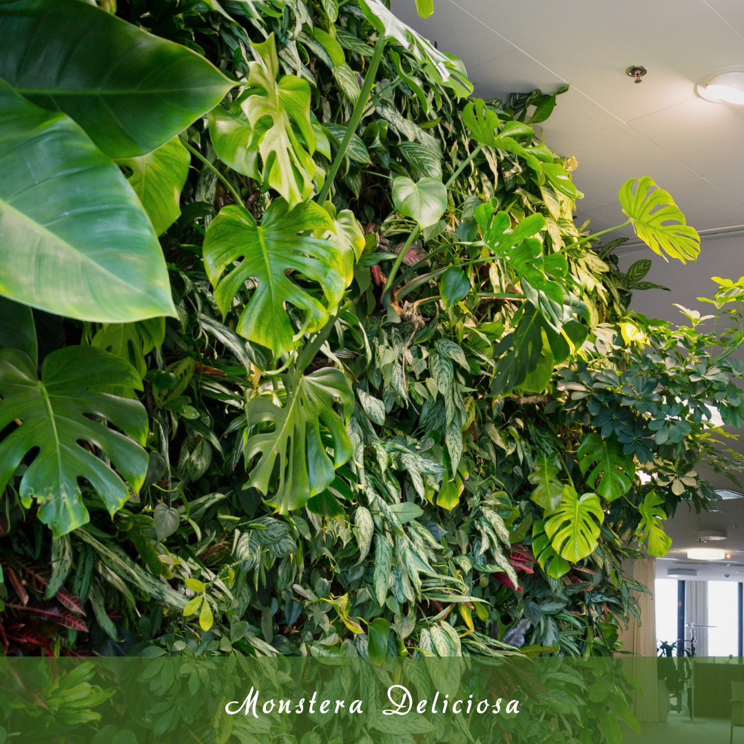Monstera Deliciosa (Swiss Cheese Plant)