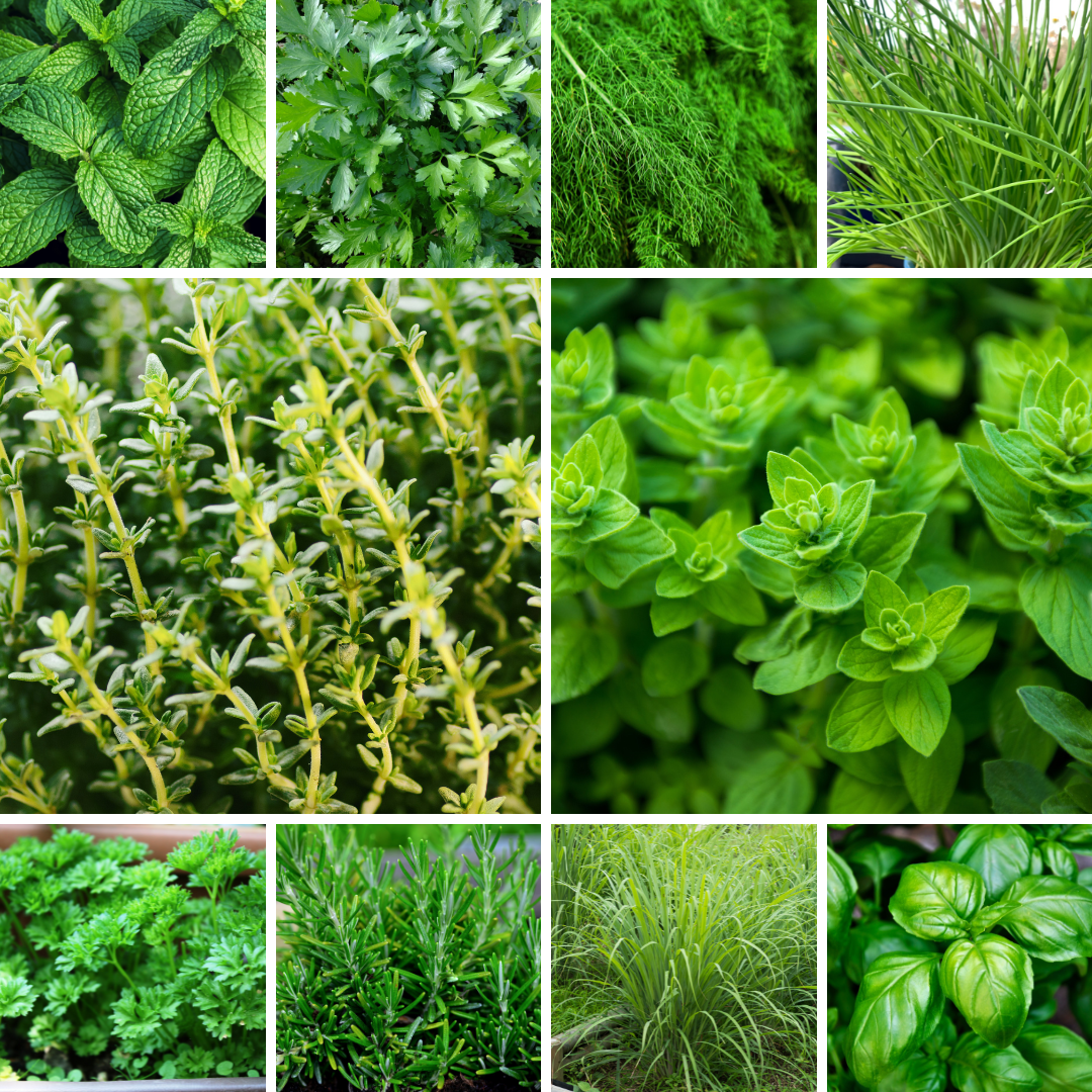 The Greatest Indoor Vertical Garden Herbs