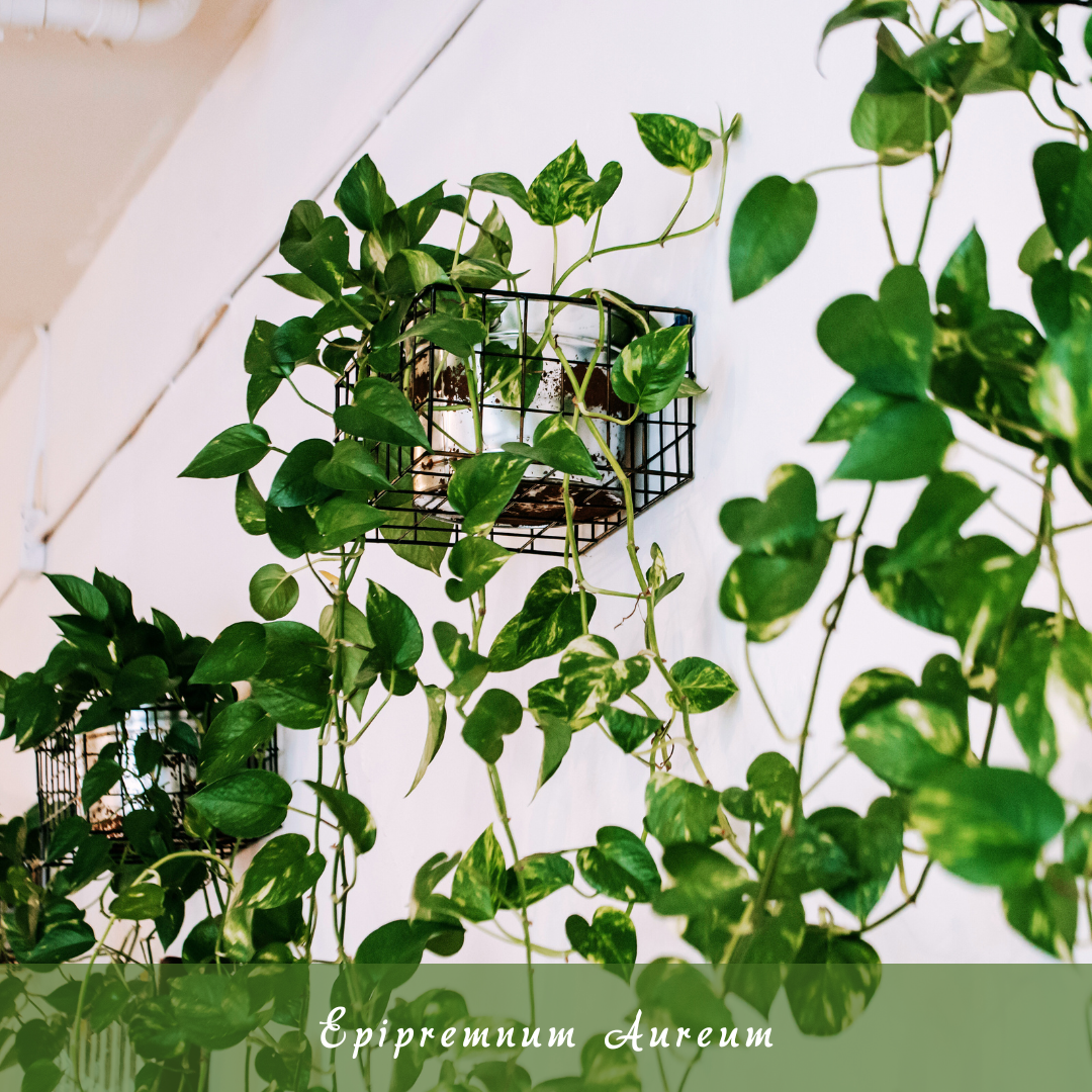 Epipremnum Aureum (Devil’s Ivy / Pothos)