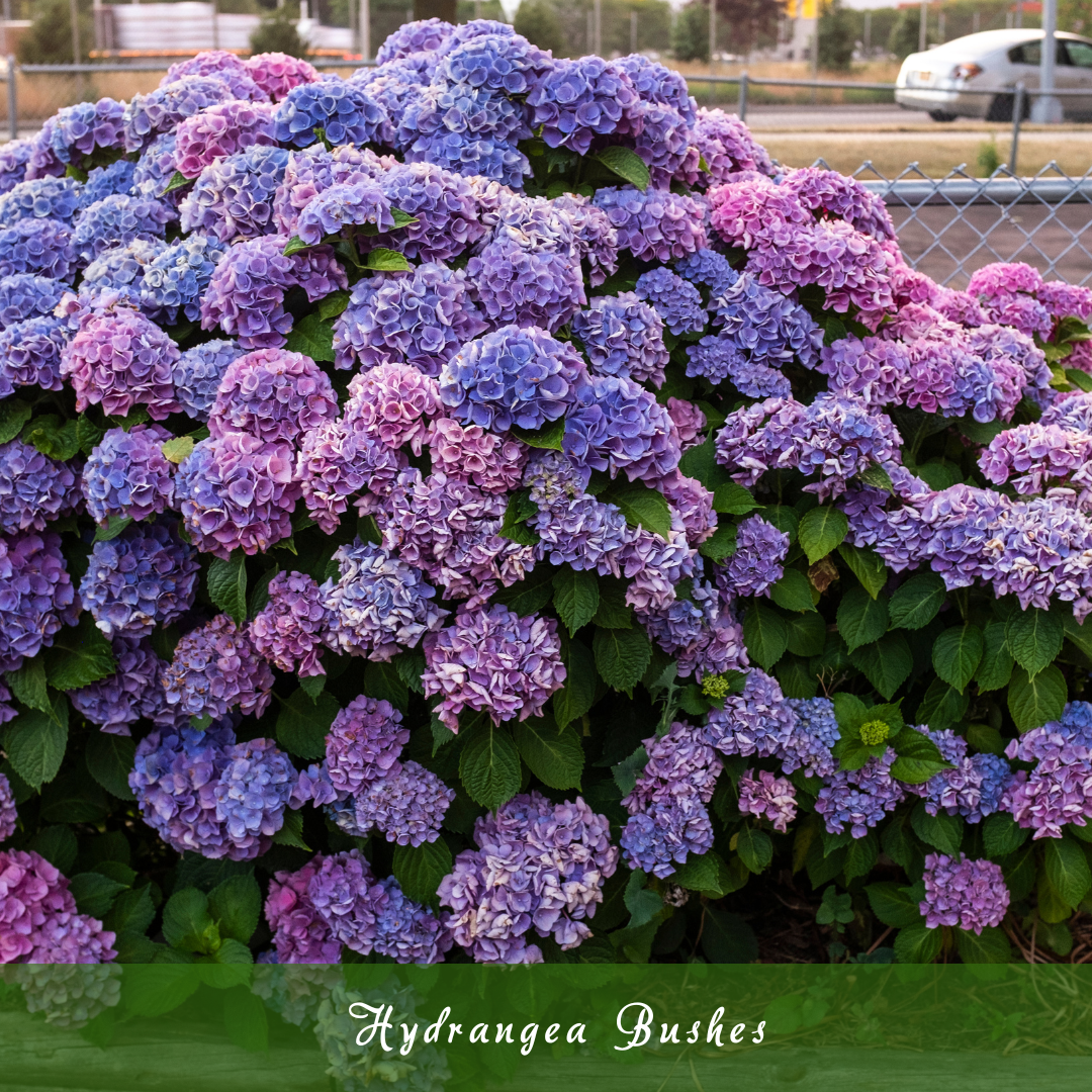 Hydrangea Bushes